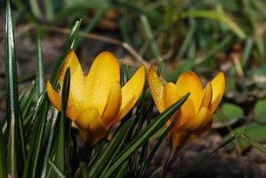 yellow crocus close up view photo