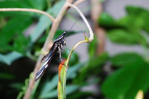 mariposa de lado foto