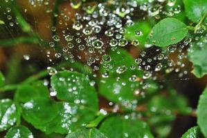 water droplets in the spider web photo