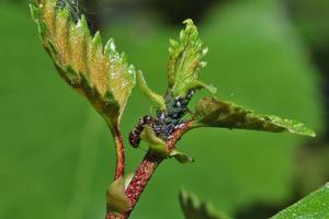 ant with many aphids photo