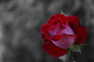 beautiful fresh red rose for the favorite white background with black photo
