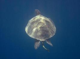 sea turtle in the blue sea photo