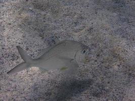 silver fish on the seabed photo