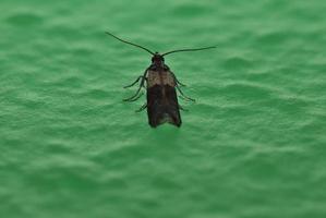 moth on wall photo