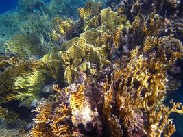 colorful coral reef photo