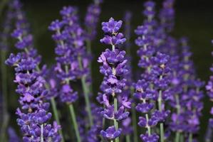 lavender large view photo