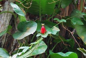 pequeña flor roja de la selva tropical foto