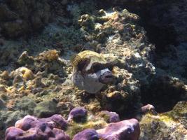 beautiful big puffer fish on vacation at the bottom photo