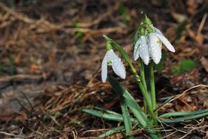 snowbell with small drops photo