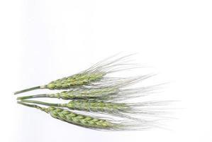 wheat on white background photo