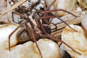 gran araña marrón foto