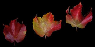 tres hojas de otoño de color rojo flotan sobre fondo negro foto
