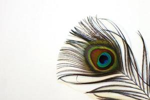 brightly colored colored peacock feather closeup on white photo