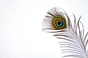 bright and colorful glowing peacock feather on a white photo