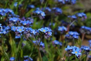 Many forget me not photo