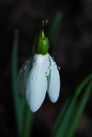 snow bell above photo