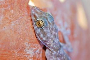 head of a gecko photo