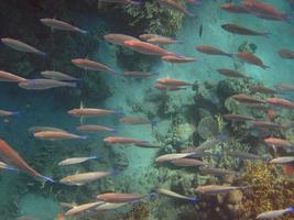 many fish while diving photo