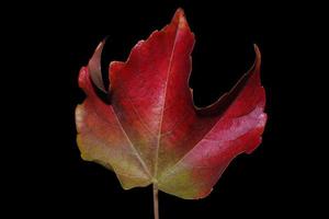 red autumn leave photo