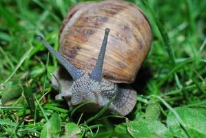 snail look in camera photo