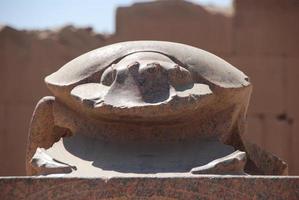 scarab beetle in egypt photo