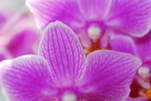 orchid lilac color photo
