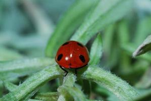 ladybird rear close up view photo