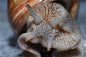 caracol de viñedo desde el frente cerca foto