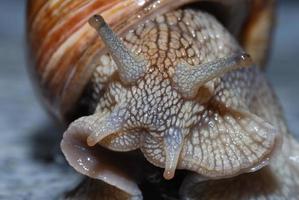 vineyard snail  from the front close photo