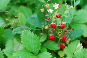 strawberries from the forest photo