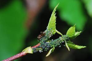 aphids oblique view photo