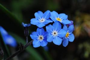 forget me not flower photo