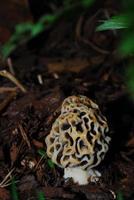 mushroom morel close up view photo