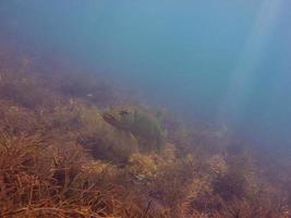 beautiful big pike stands on the bottom of the lake and sunbeams shine photo