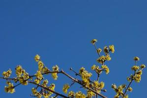 shrub and sky photo