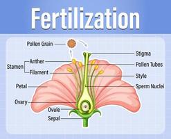 diagrama de polinización de plantas con flores vector