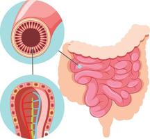 diagrama que muestra la estructura del intestino delgado vector