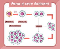 Infografía del proceso de desarrollo del cáncer. vector