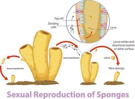 Diagram showing reproduction in sponges vector