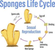 Diagram showing sponges life cycle vector