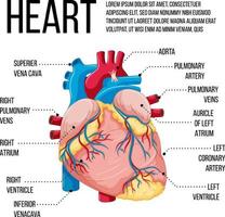 Diagram showing structure of heart vector