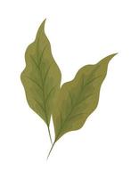 foliage nature organic vector