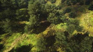 bosque tropical en la vista de la mañana de las tierras altas de malasia video