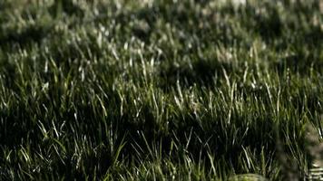 Soft defocused spring background with a lush green grass video