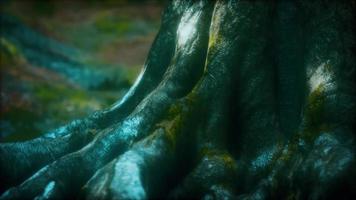 tree with moss on roots in a green forest video