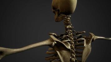 botten van het menselijk skelet video