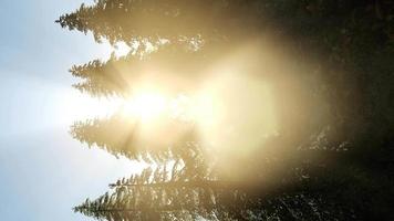 rayons de soleil à travers les arbres video