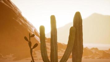 coucher de soleil sur le désert de l'arizona avec cactus saguaro géant video