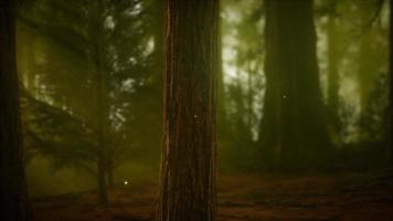 firefly in misty forest with fog video