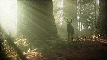 Wunderschöner Hirsch im Wald mit erstaunlichen Lichtern am Morgen video